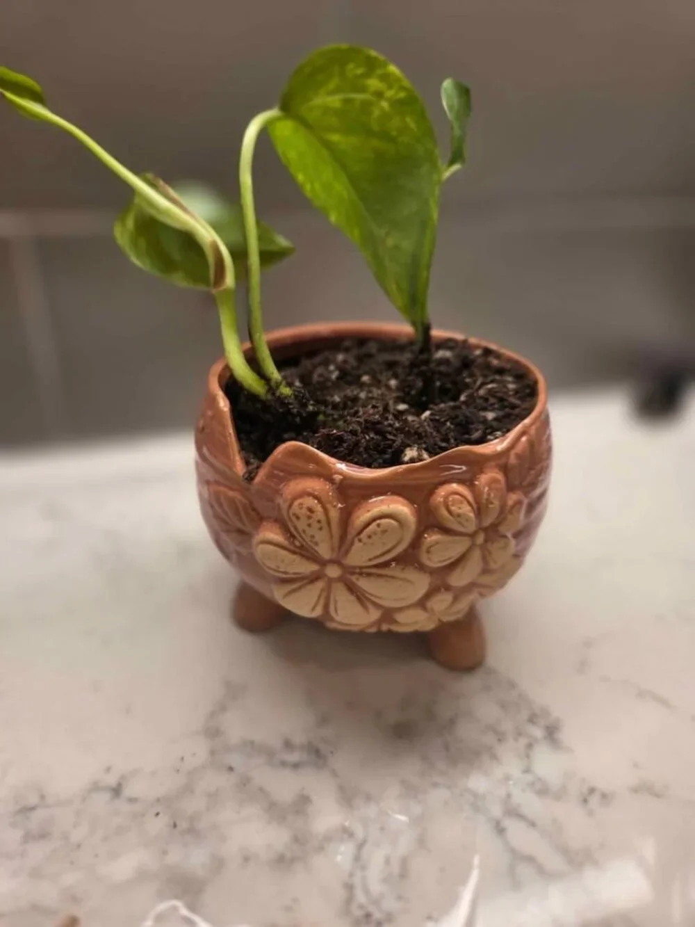 Pottery peice pink color plant pot with gold pothos